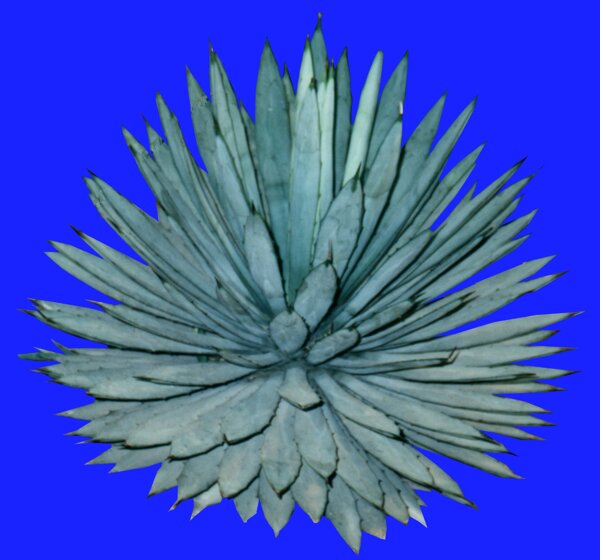 植物貼圖素材JPG1166