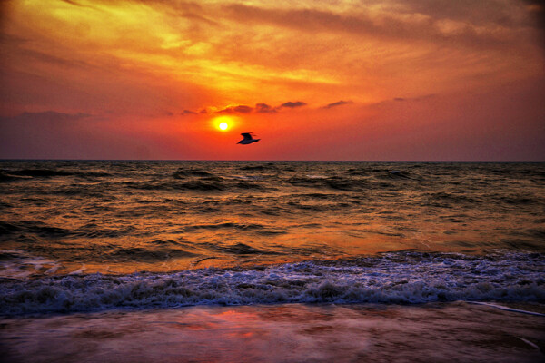 日出和日落海鸟海浪大自然