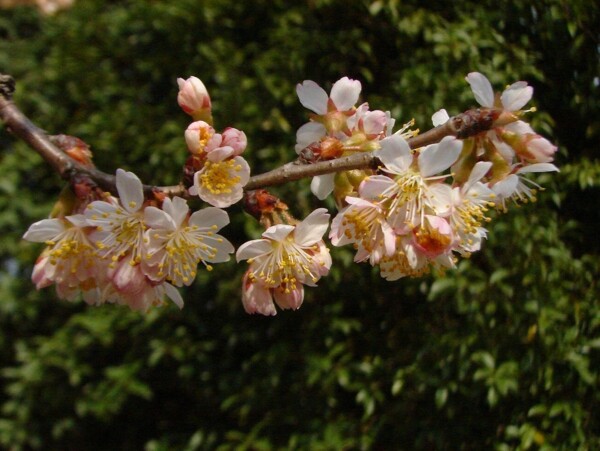 櫻桃花圖片