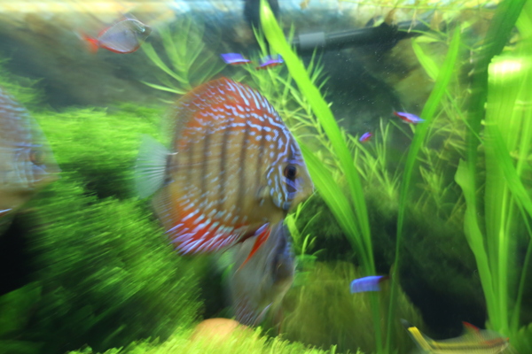 七彩神仙魚圖片