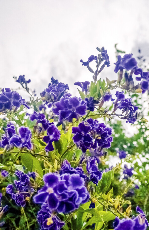 春天盛放的紫色小花