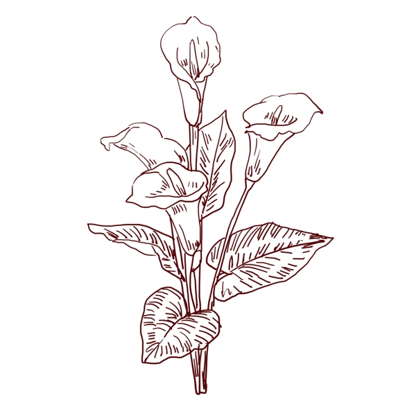 手绘线描花卉插图