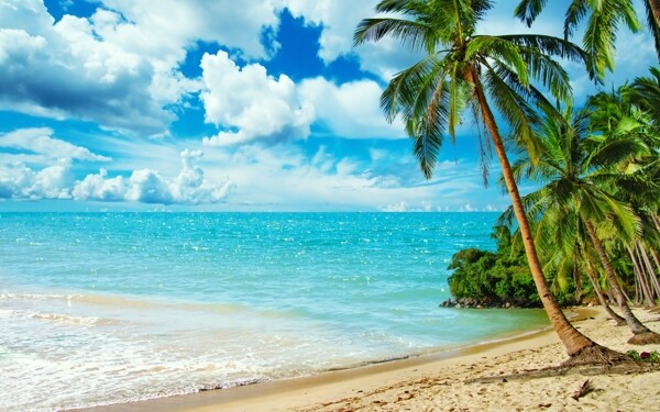 沙滩椰树海景图