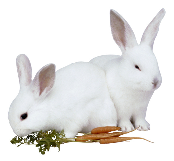 家禽兔子動物圖片