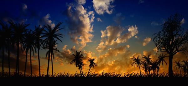 乌云下的椰子树图片