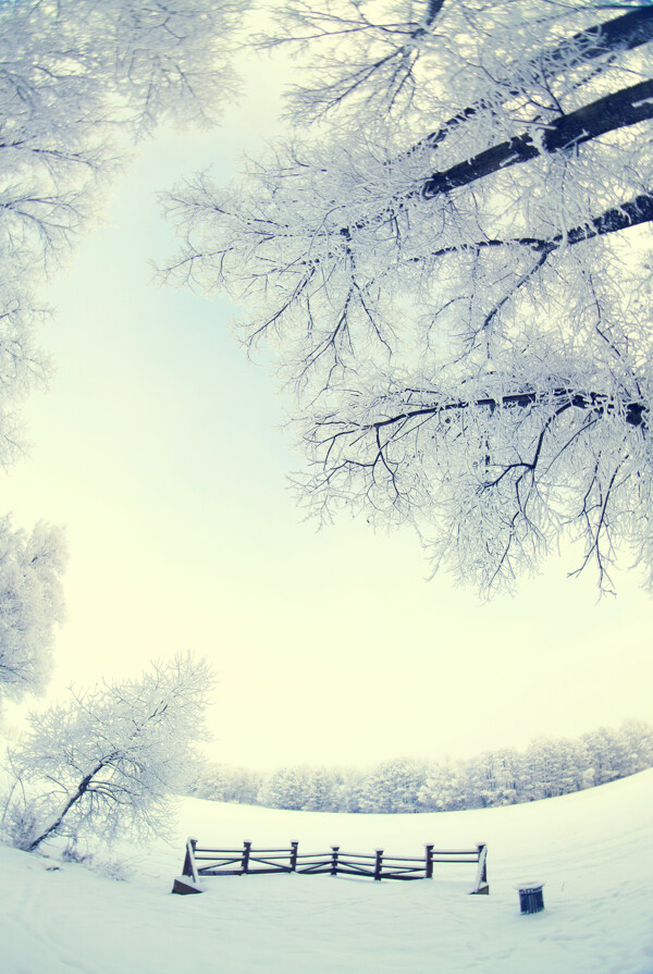 美麗雪地樹(shù)木風(fēng)景