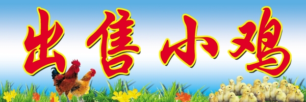 出售小雞