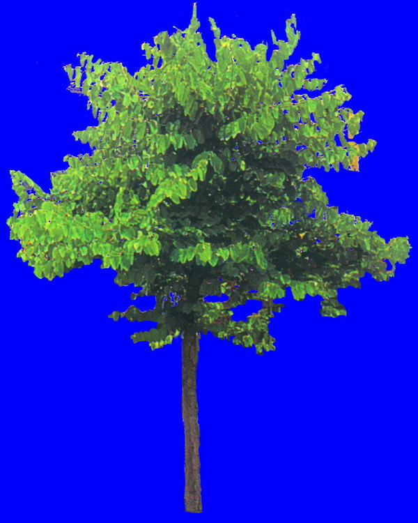 植物貼圖素材JPG1637