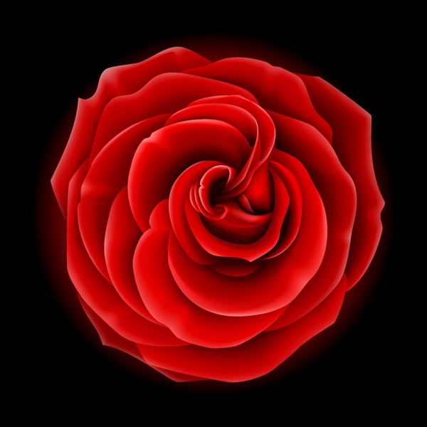 玫瑰花矢量圖