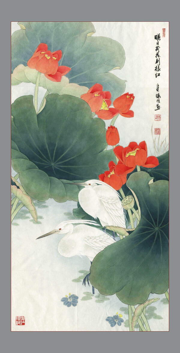 荷花圖片