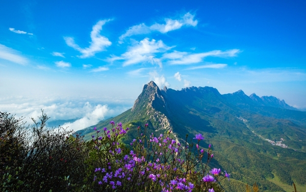 靈山龍脊山花艷