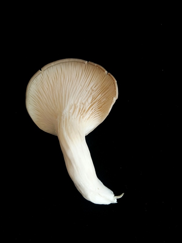 平菇食用蘑菇新鲜菌类营养
