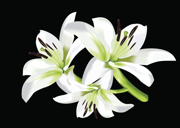 花朵百合花圖片