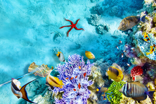 美丽的蓝色海底世界图片
