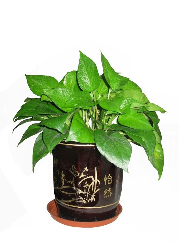 綠蘿盆栽圖片