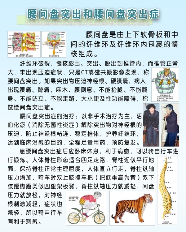 腰間盤展板圖片