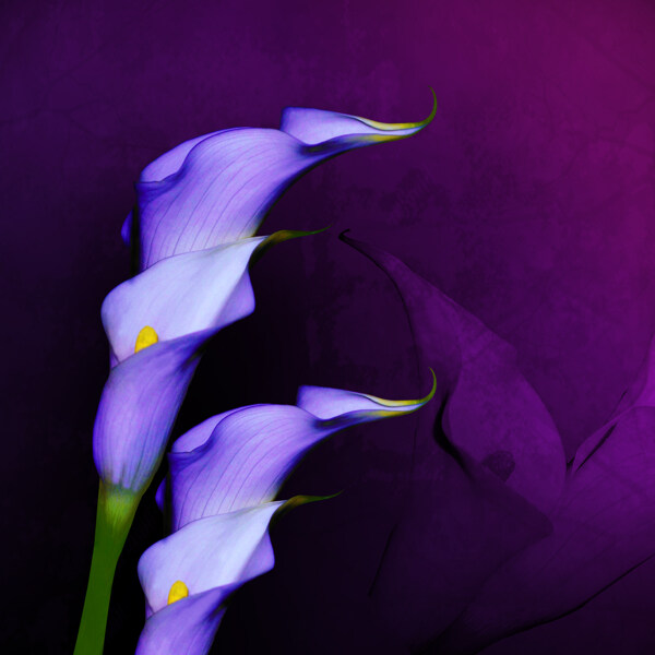 紫色花卉无框画图片