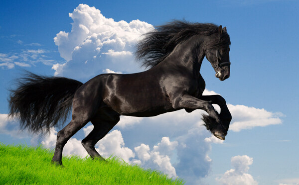 高清飞奔的骏马图片下载高清飞奔的马图片高清动物图片