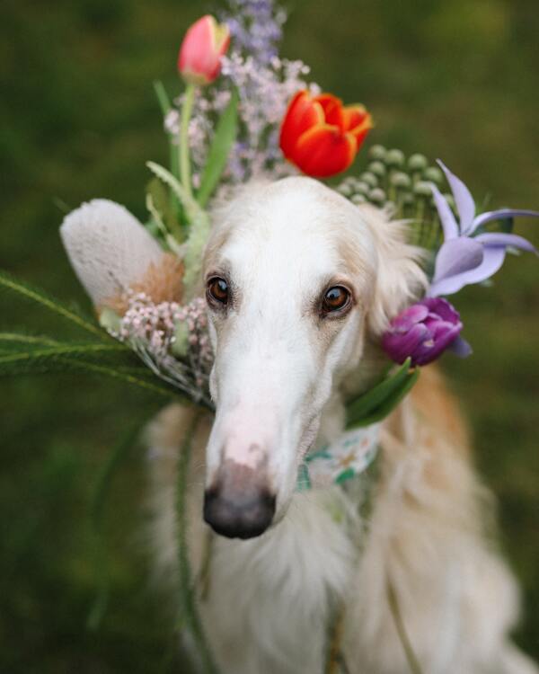 細(xì)犬