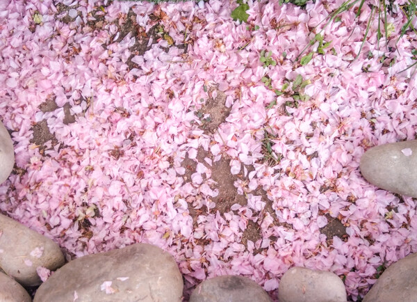 樱花粉色花瓣坠落背景