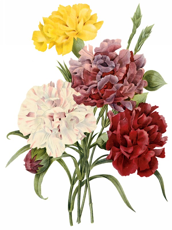 位圖藝術(shù)效果手繪花卉免費(fèi)素材