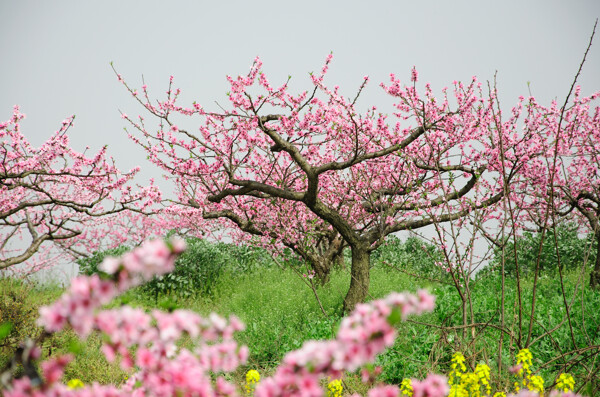 桃花開圖片