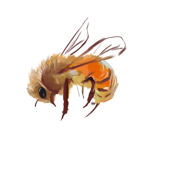 动物昆虫蜜蜂