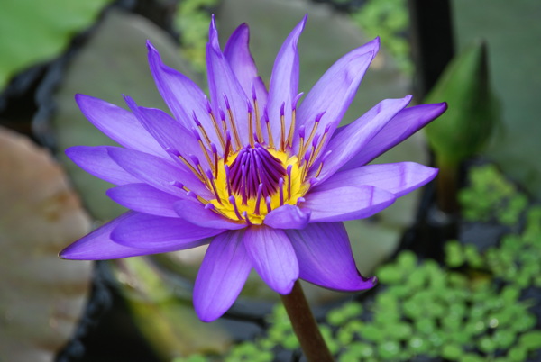 紫色莲花高清图片