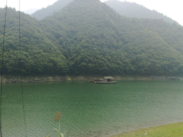 樹植物水風(fēng)景