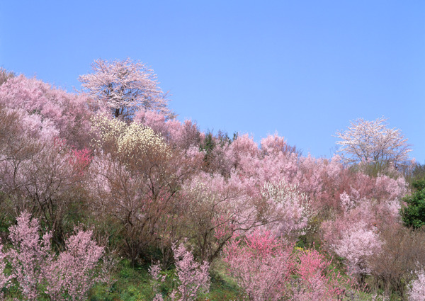漫山遍野的桃花