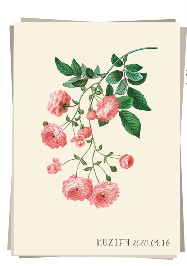 粉玫瑰植物图鉴