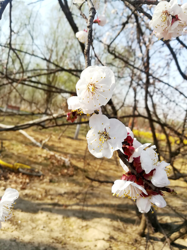 梨花