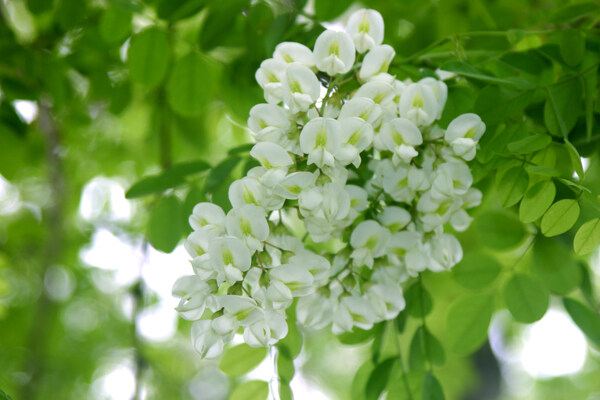 洋槐花圖片