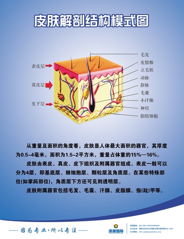 皮膚解剖結構圖圖片