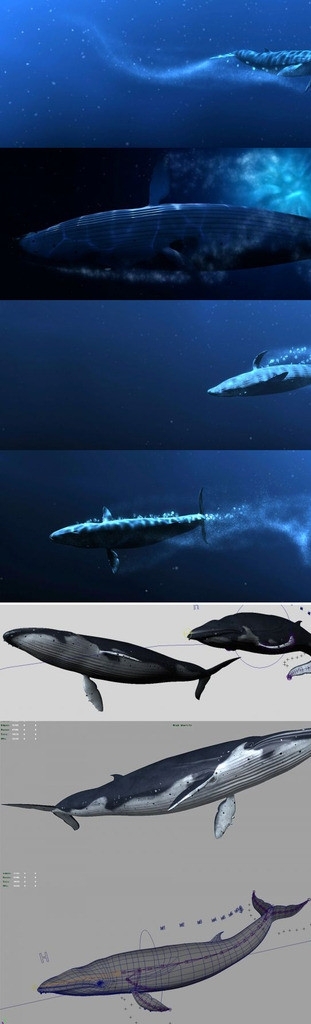 鲸鱼精模型带贴图动画图片