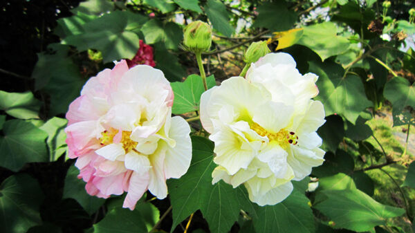 芙蓉花圖片