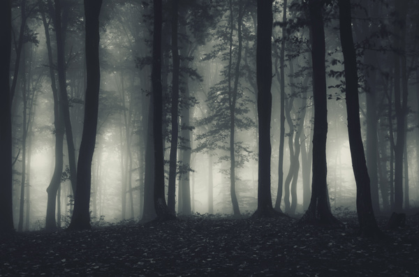 灰暗多雾的树林剪影高清摄影