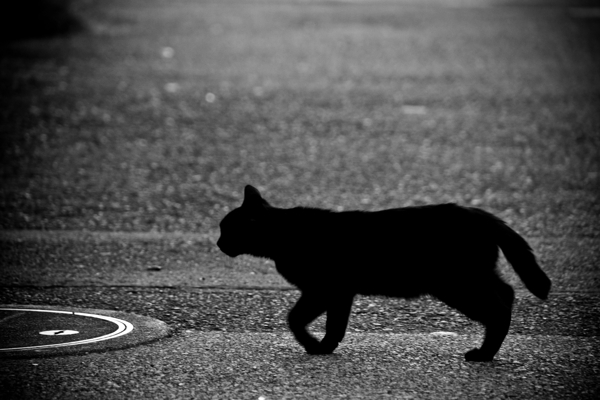 神秘的黑猫