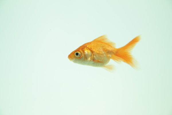 金魚圖片