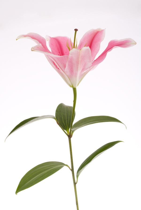 百合花圖片