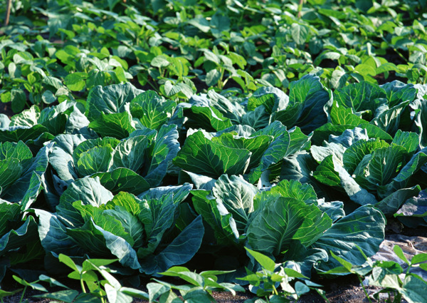 菜地豐收