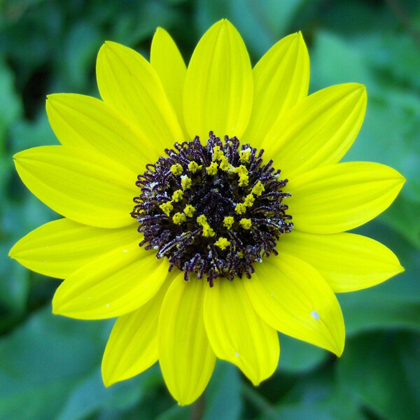 位圖植物攝影寫(xiě)實(shí)花卉花朵數(shù)碼照片免費(fèi)素材