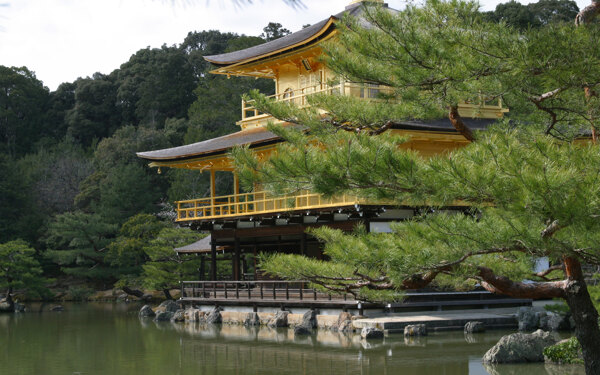 樹植物水風(fēng)景