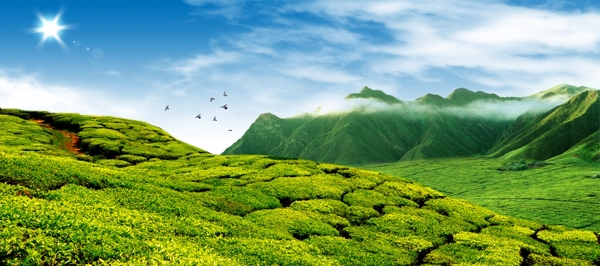 茶園植物自然風景