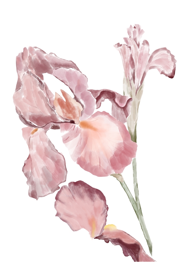 手繪花朵插畫設計