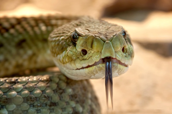 吐舌头蛇图片