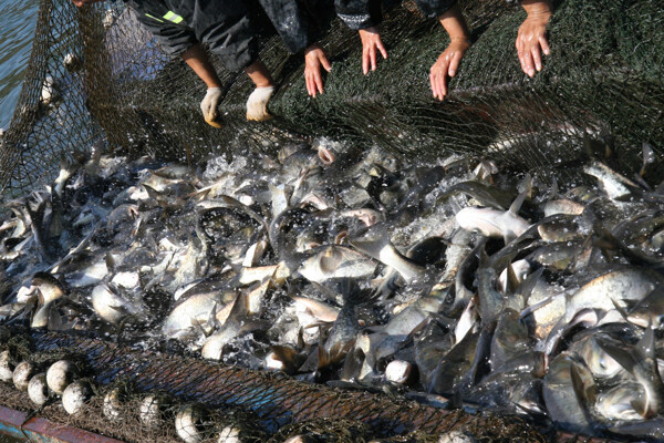捕魚圖片