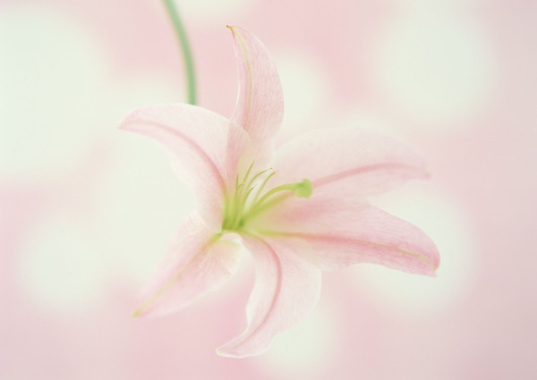 插花藝術(shù)