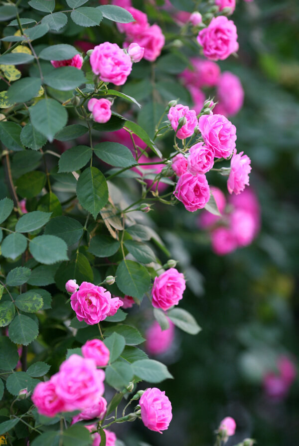 薔薇02圖片