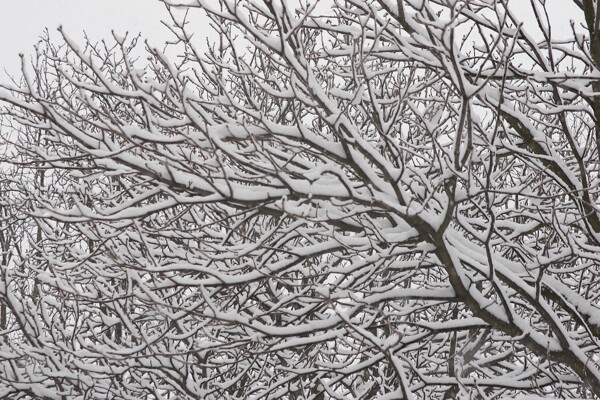 樹枝上的白雪